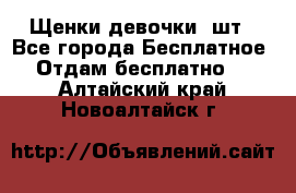 Щенки девочки 4шт - Все города Бесплатное » Отдам бесплатно   . Алтайский край,Новоалтайск г.